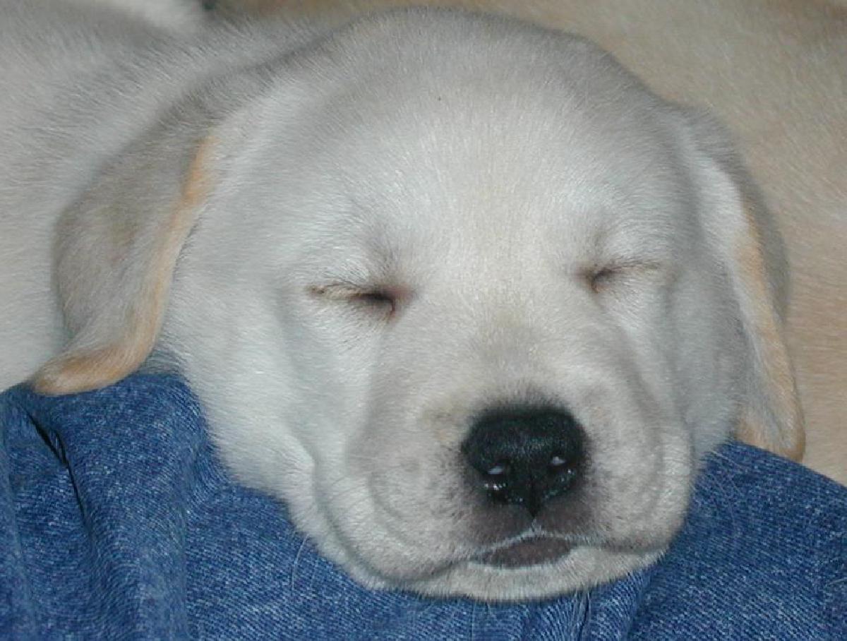 Ciao cucciolo