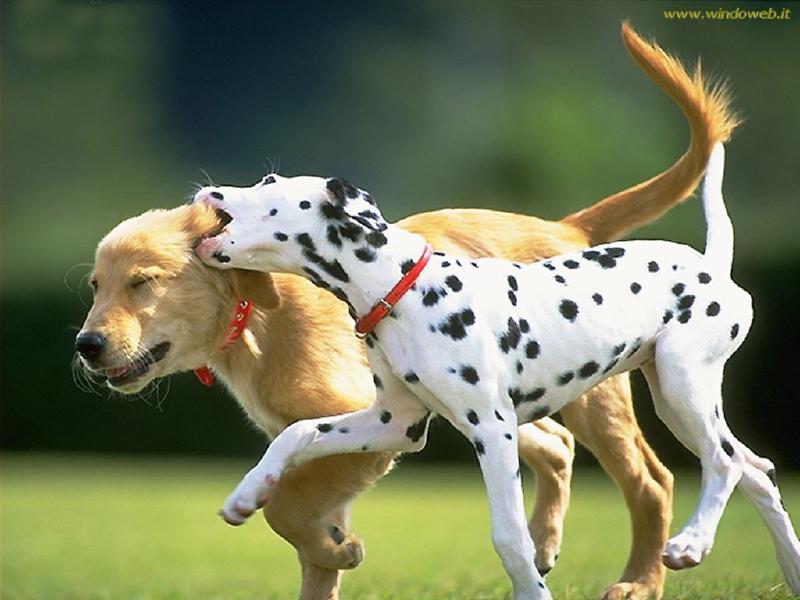 cani_che_si_cagnano